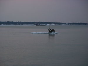 263.jpg