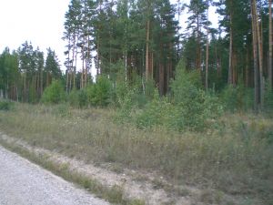 101.jpg