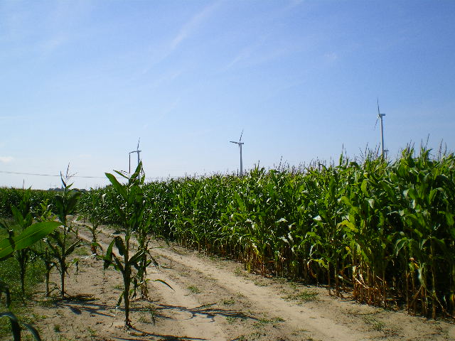 IMGP0466.JPG